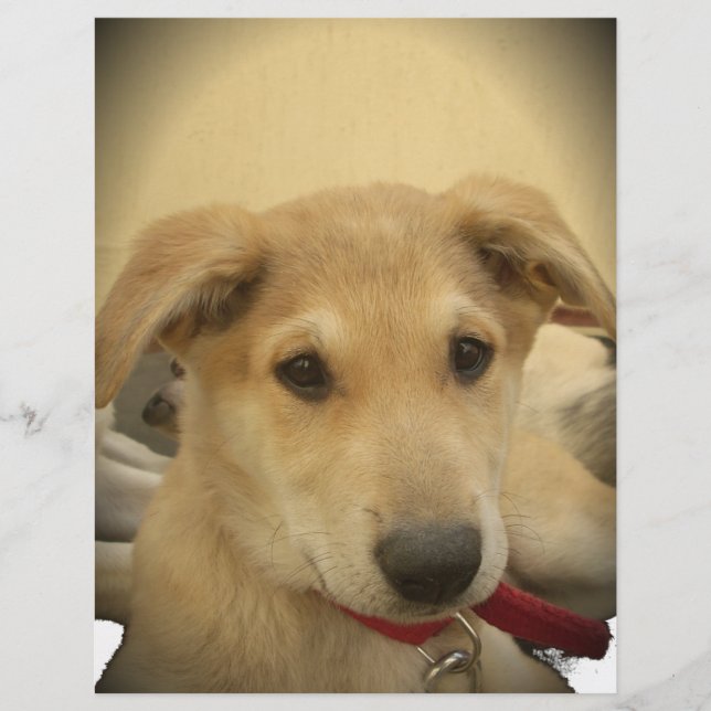 Cachorros e Cachorros Bonitos são o segundo melhor (Frente)
