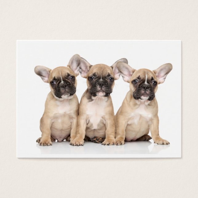 Cachorros franceses bonitos (Frente)