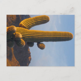 Cacto Saguaro Iluminado - Cartão postal do Arizona