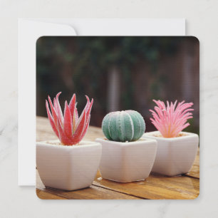 Cactos