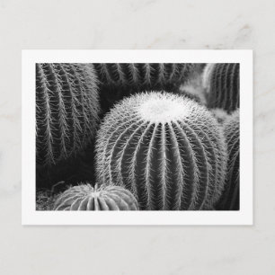 Cactos Redondos Cartão Postal