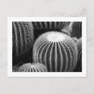 Cactos Redondos   Cartão Postal