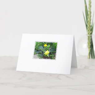 Cactus Blooms em Cartão de Saudação de Vazio Br