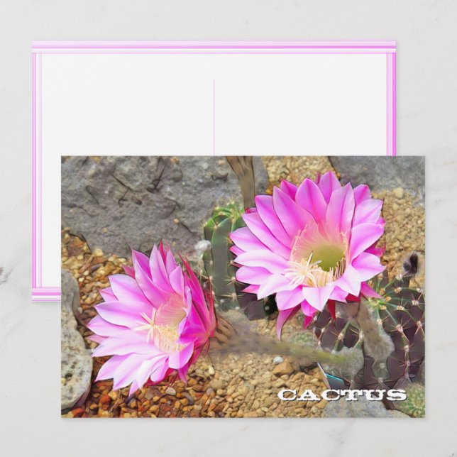 Cactus: Flat Card (Frente/Verso)