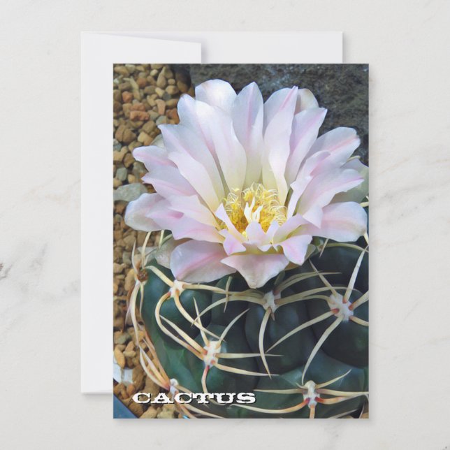 Cactus: Flat Card (Frente)