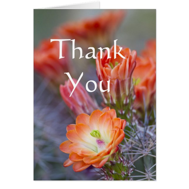 Cactus floresce no Cartões de agradecimentos Laran (Frente)