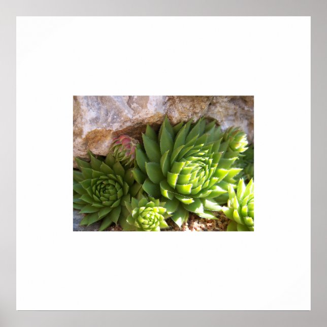 Cactus Poster (Frente)