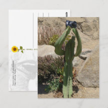 Cactus Turista - cartão postal