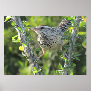 Cactus Wren em Ocotillo Poster