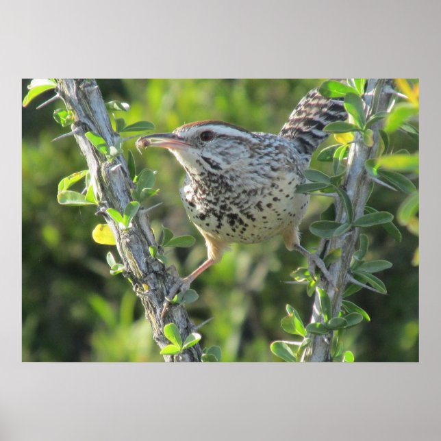 Cactus Wren em Ocotillo Poster (Frente)