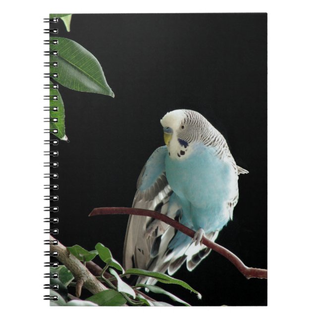 Caderno azul de Budgie, artigos de papelaria do (Frente)