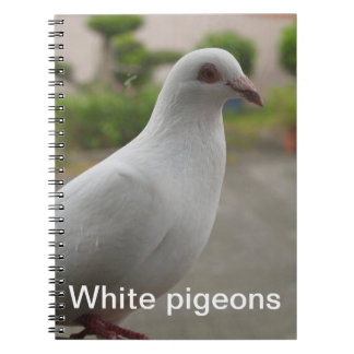 Caderno branco dos pombos