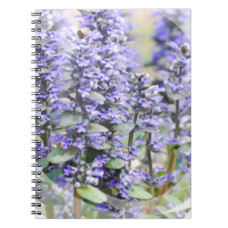 Caderno de florescência do Ajuga