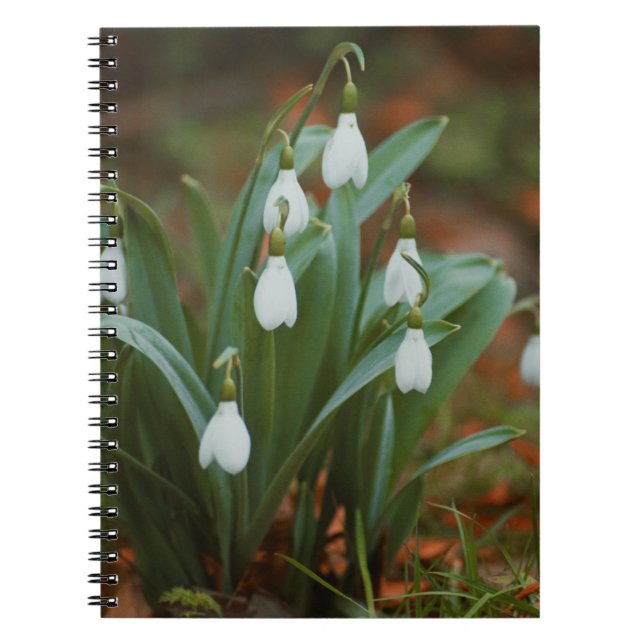 Caderno de Fotos Espiral de Flores de Snowdrop (Frente)