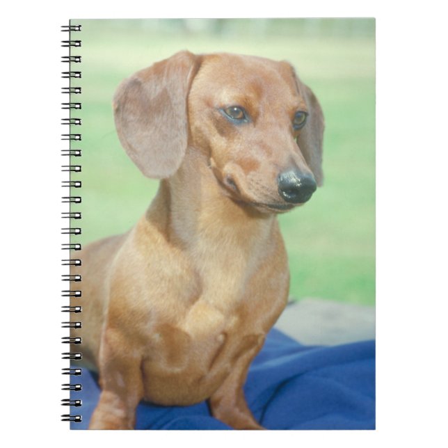 Caderno do cão do Dachshund (Frente)