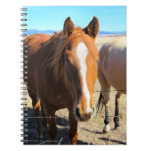 Caderno do cavalo