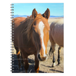 Caderno do cavalo