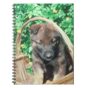 Caderno do filhote de cachorro de Malinois do