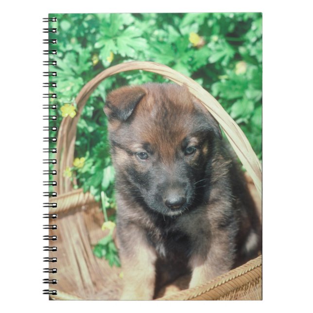 Caderno do filhote de cachorro de Malinois do (Frente)
