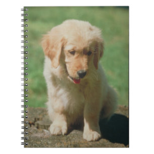 Caderno do filhote de cachorro do golden retriever