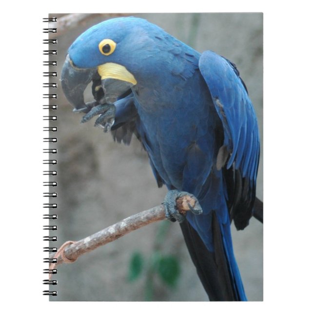 Caderno do Macaw do jacinto (Frente)