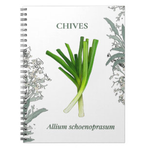 CADERNO ESPIRAL