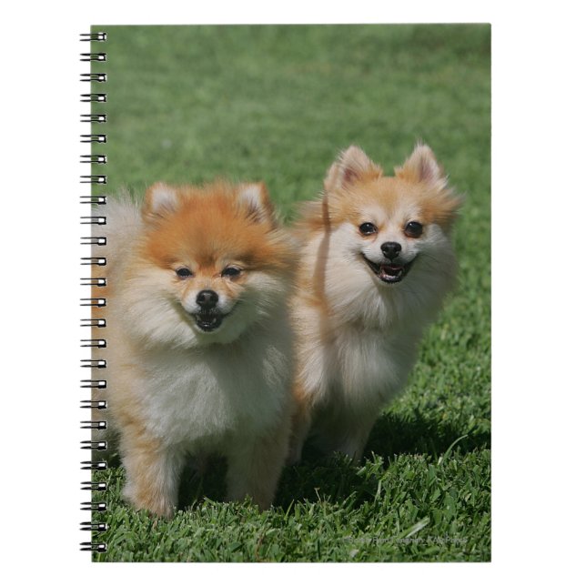 Caderno Espiral 2 Pomeranians que olha a câmera (Frente)