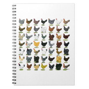 Caderno Espiral 49 galinhas da galinha