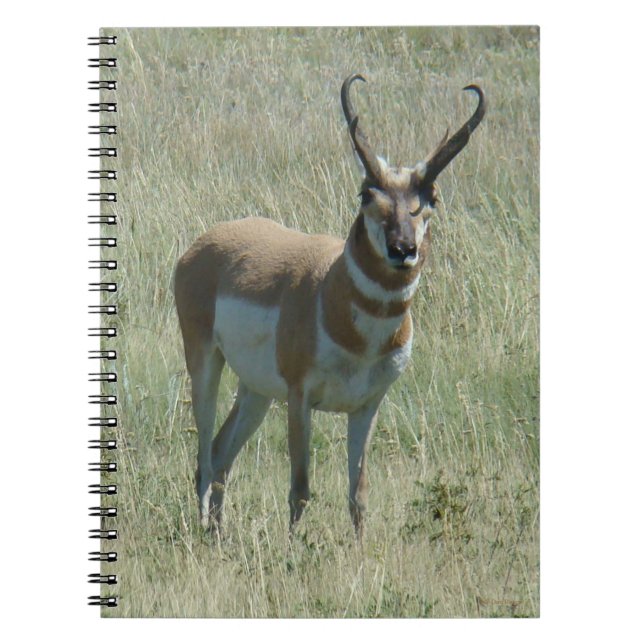Caderno Espiral A13 Pronghorn Antelope Buck (Frente)