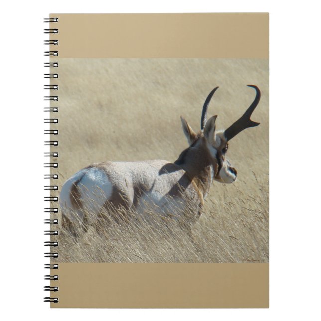 Caderno Espiral A14 Antílope Berrendo Buck de Sol (Frente)