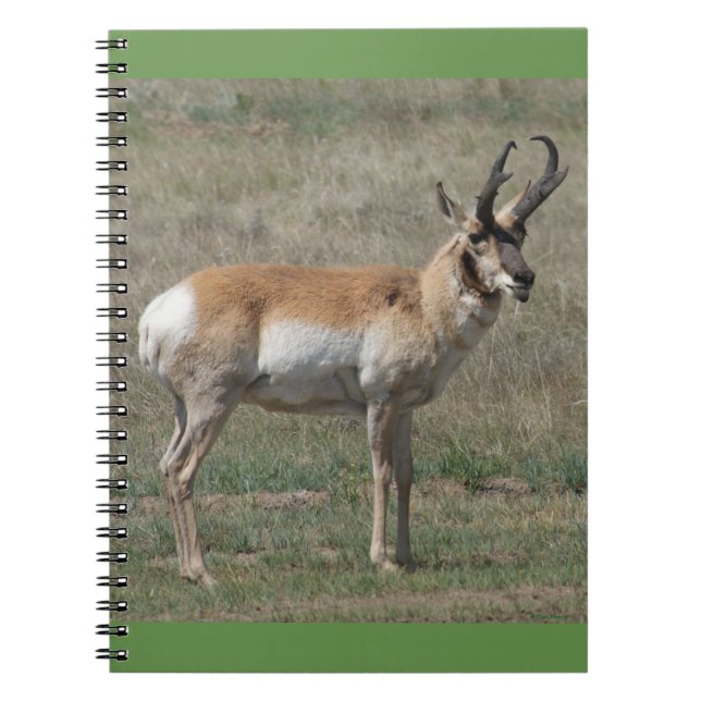 Caderno Espiral A15 Pronghorn Antelope Rude Buck (Frente)