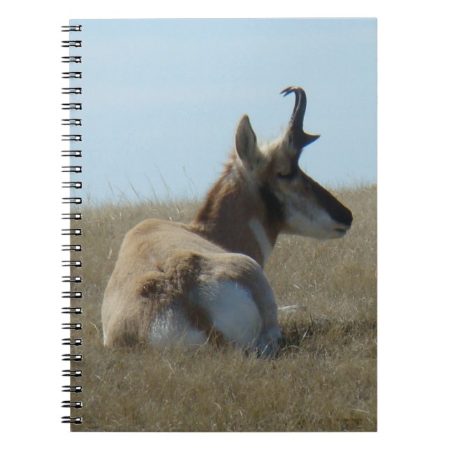 Caderno Espiral A16 Antílope Pronghorn Dormindo (Frente)