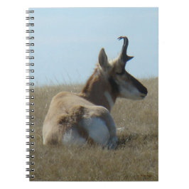 Caderno Espiral A16 Pronghorn Antelope Napping