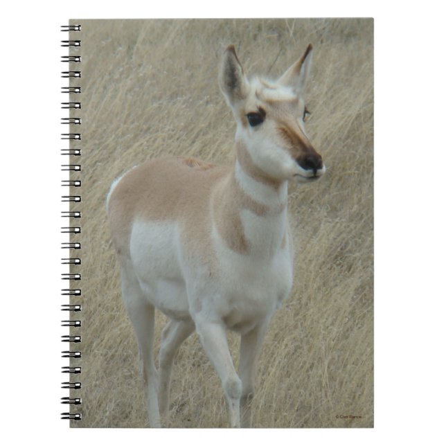Caderno Espiral A17 Pequeno Antilope Americano (Frente)
