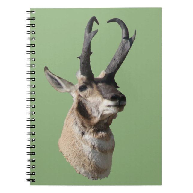 Caderno Espiral A18 Pronghorn Antelope Buck Head Shot (Frente)