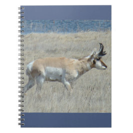 Caderno Espiral A25 Antilocapra Jovem Bicho