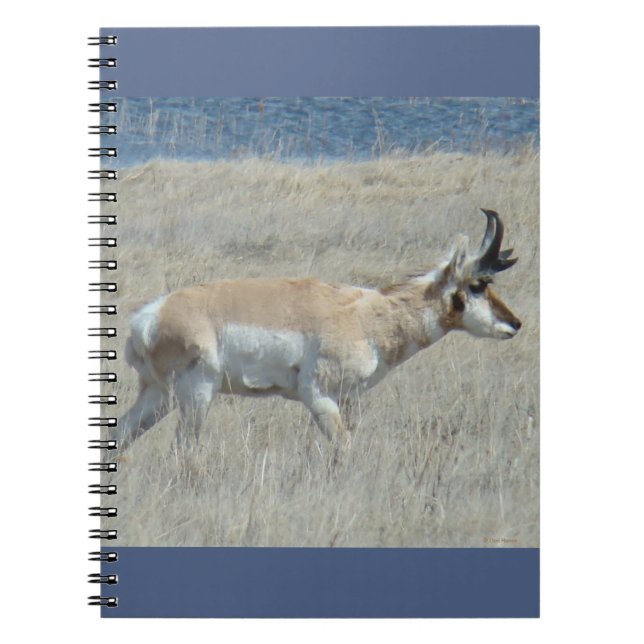Caderno Espiral A25 Antilocapra Jovem Bicho (Frente)