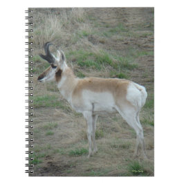 Caderno Espiral A26 Antílope Bidente Macho