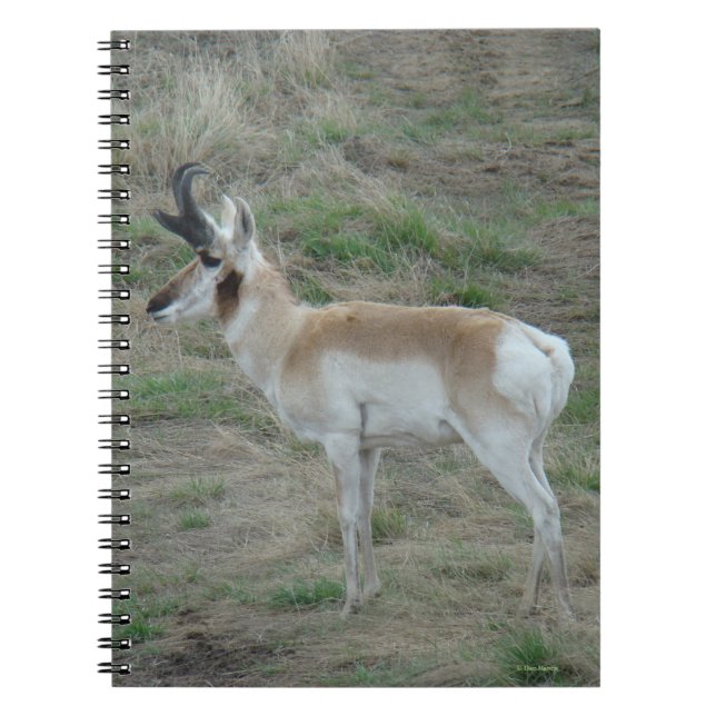 Caderno Espiral A26 Antílope Bidente Macho (Frente)