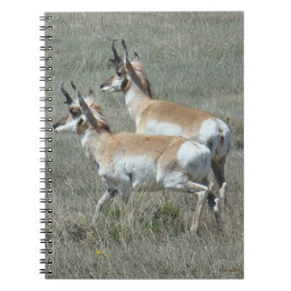 Caderno Espiral A27 Pronghorn Antelope Youhg