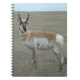 Caderno Espiral A28 Antilope Pronghorn Bicho Jovem