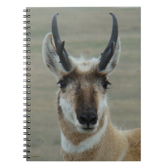 Caderno Espiral A30 Pronghorn Antelope Young Buck Head Shot (Frente)
