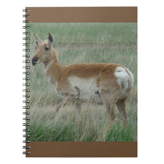 Caderno Espiral A31 Antilope Pronghorn Fêmea (Frente)
