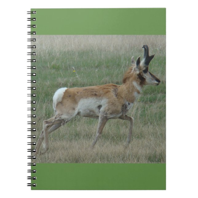 Caderno Espiral A32 Pronghorn Antelope Buck (Frente)