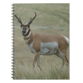 Caderno Espiral A33 Antílope Bidente Macho Chifres Tortos