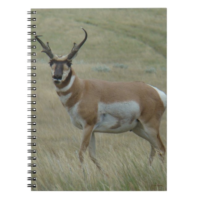 Caderno Espiral A33 Antílope Bidente Macho Chifres Tortos (Frente)