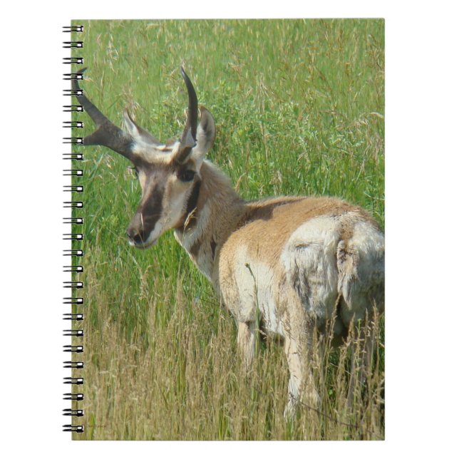 Caderno Espiral A35 Pronghorn Antelope Buck (Frente)