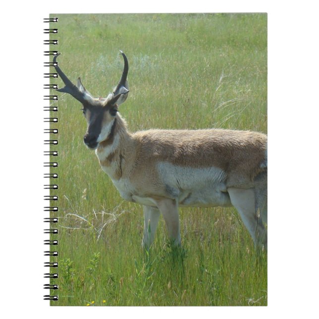 Caderno Espiral A36 Antílope Bidente Macho (Frente)