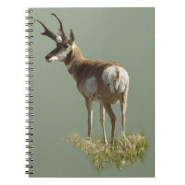 Caderno Espiral A43 Pronghorn Antelope Buck