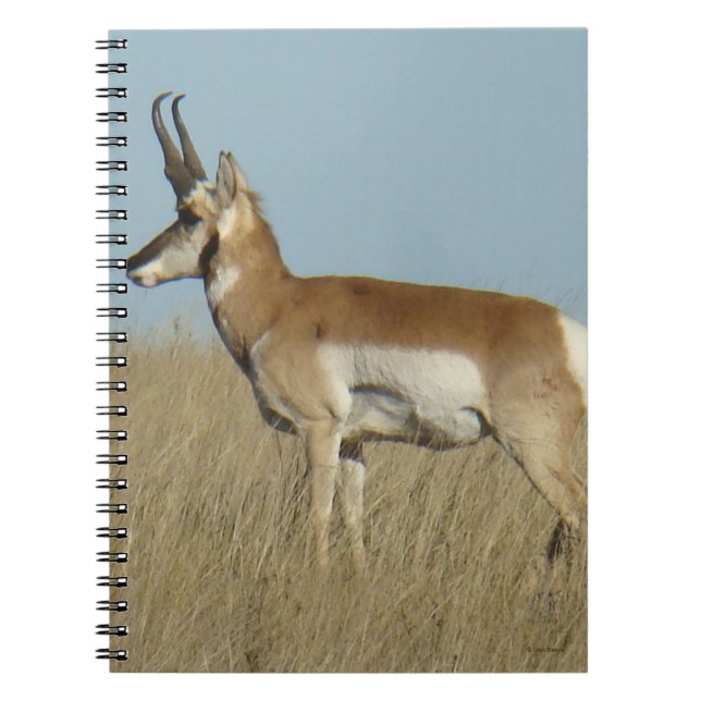 Caderno Espiral A46 Antilope Pronghorn (Frente)